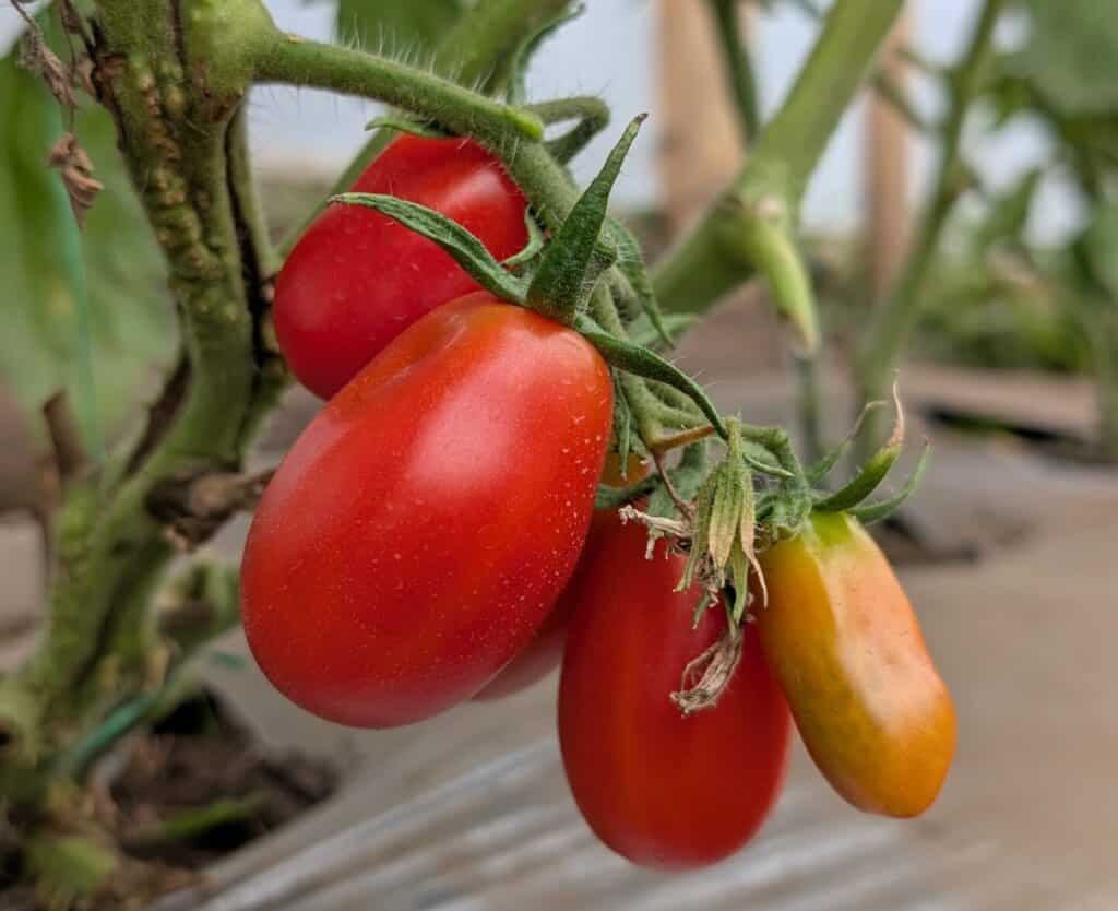 tomates san marzano medellin antioquia