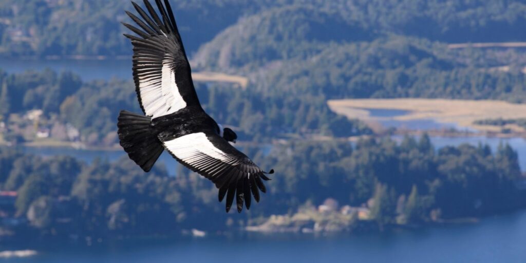 Andean condor flying over Antioquia mountains at sunset.
