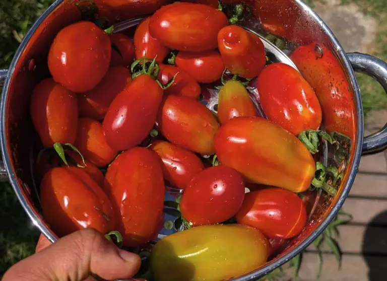 tomate san marzano medellin antioquia