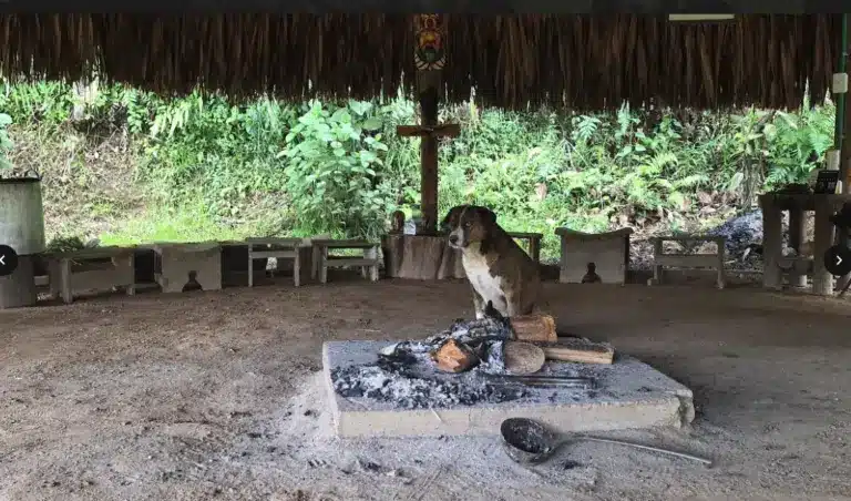 bohio with theo looking sceptical as if seeing if you are ready for ayahuasca